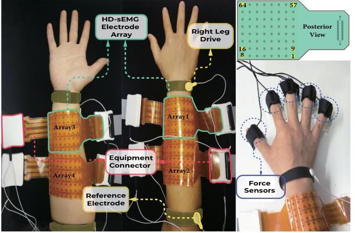 Hyser experimental setup showing 256-channel HD-sEMG electrode arrays