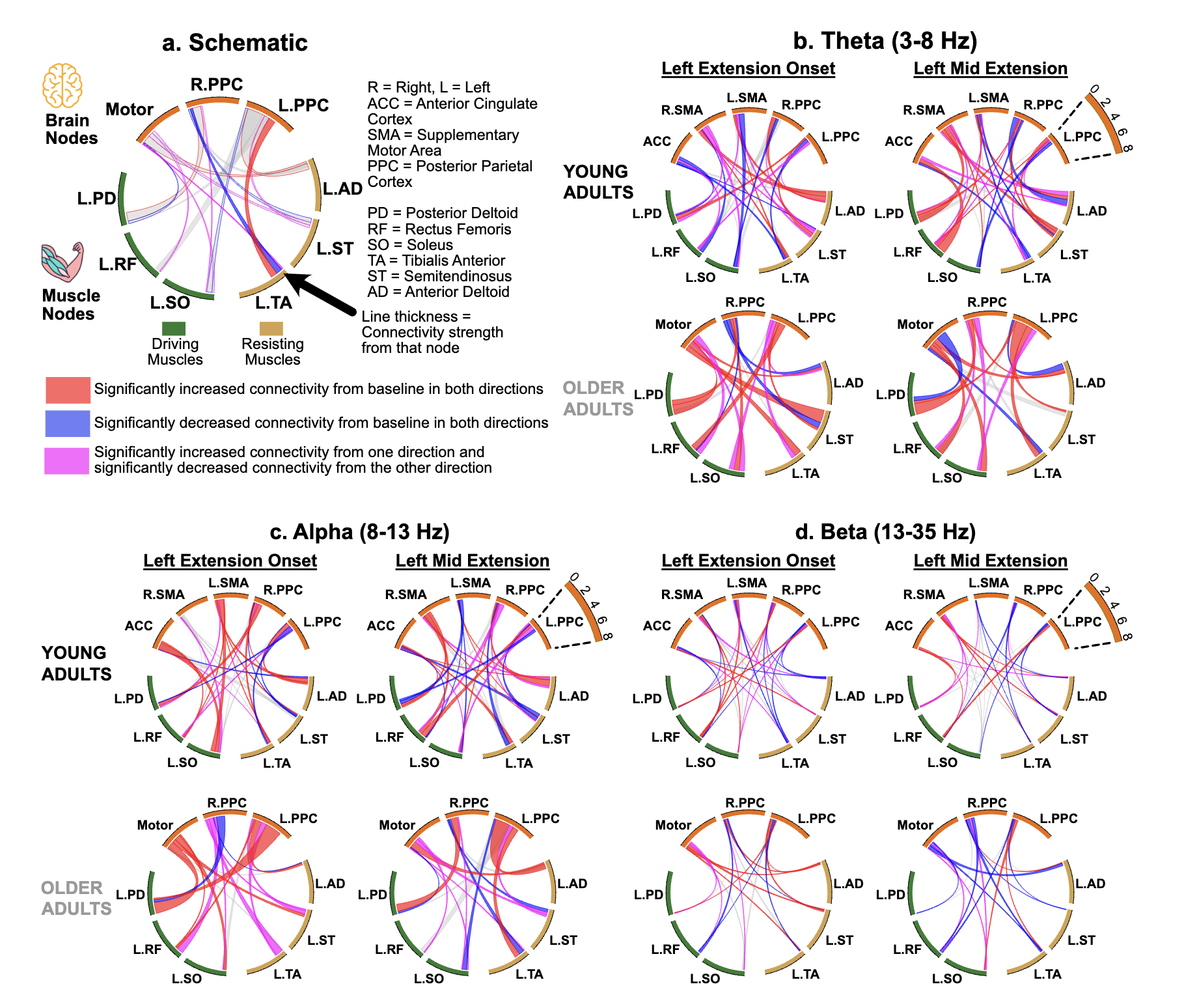 Age-related reorganization of corticomuscular connectivity during locomotor perturbations.